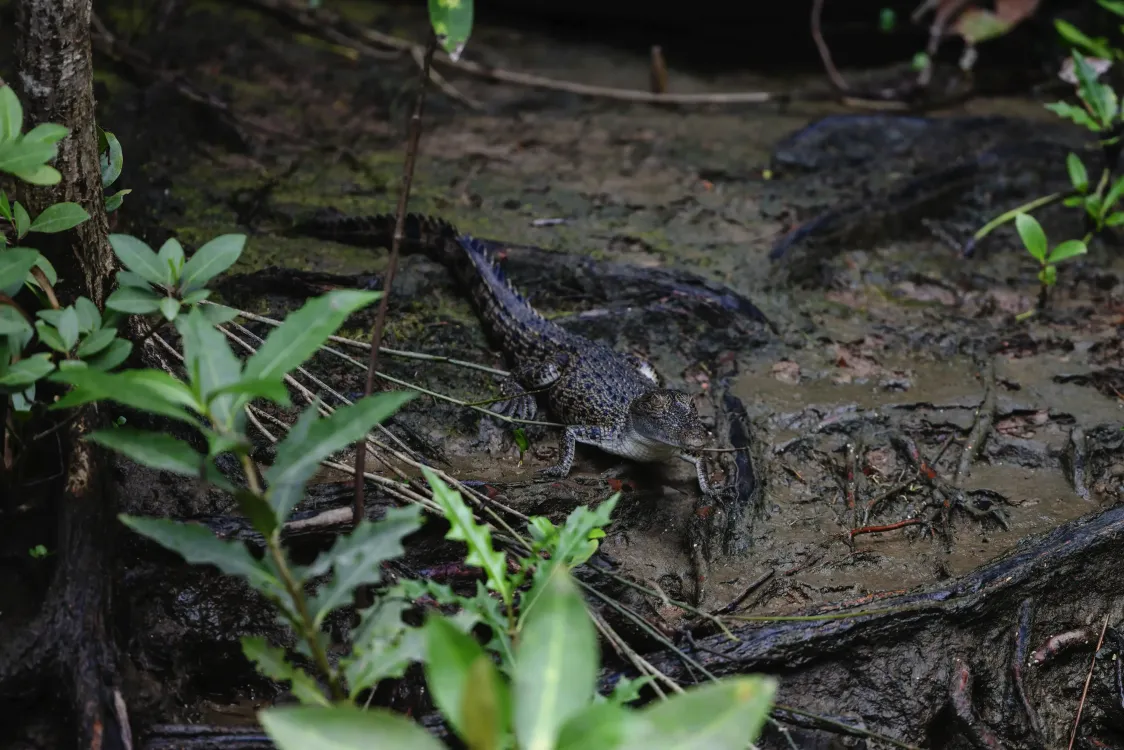 Photos by Josh Withers of Tasmania, Australia.