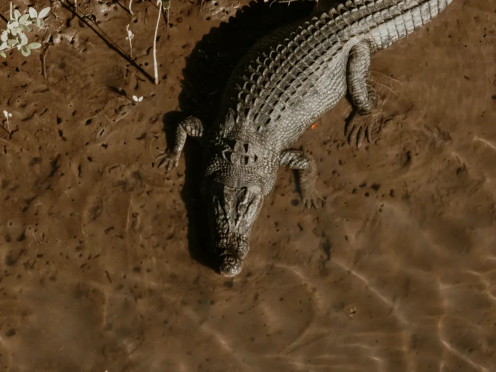 Photos by Josh Withers of Tasmania, Australia.