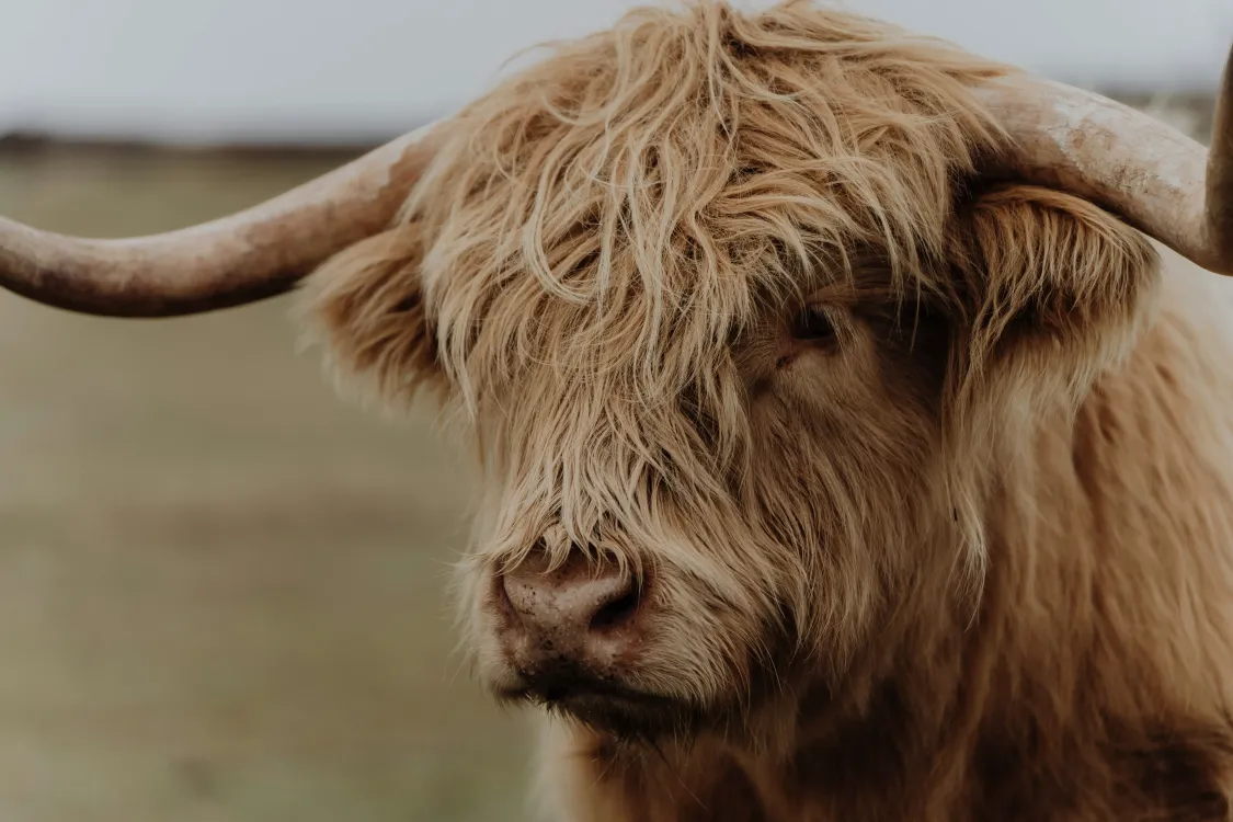 Photos by Josh Withers of Tasmania, Australia.