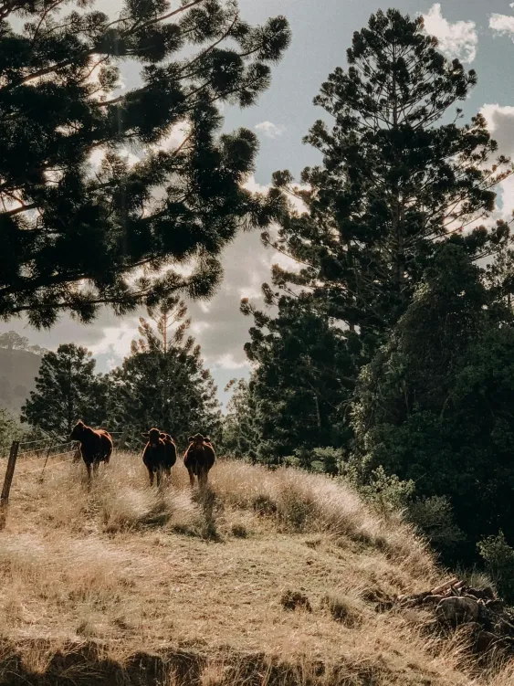 Photos by Josh Withers of Tasmania, Australia.