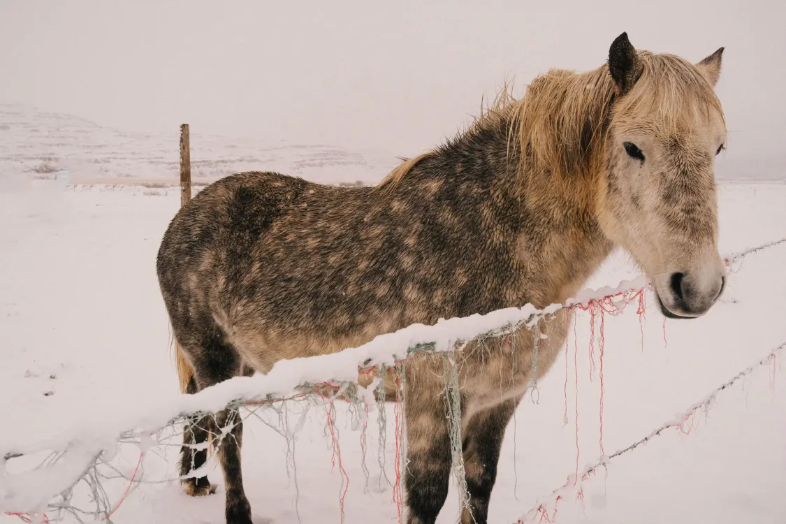 Photos by Josh Withers of Tasmania, Australia.
