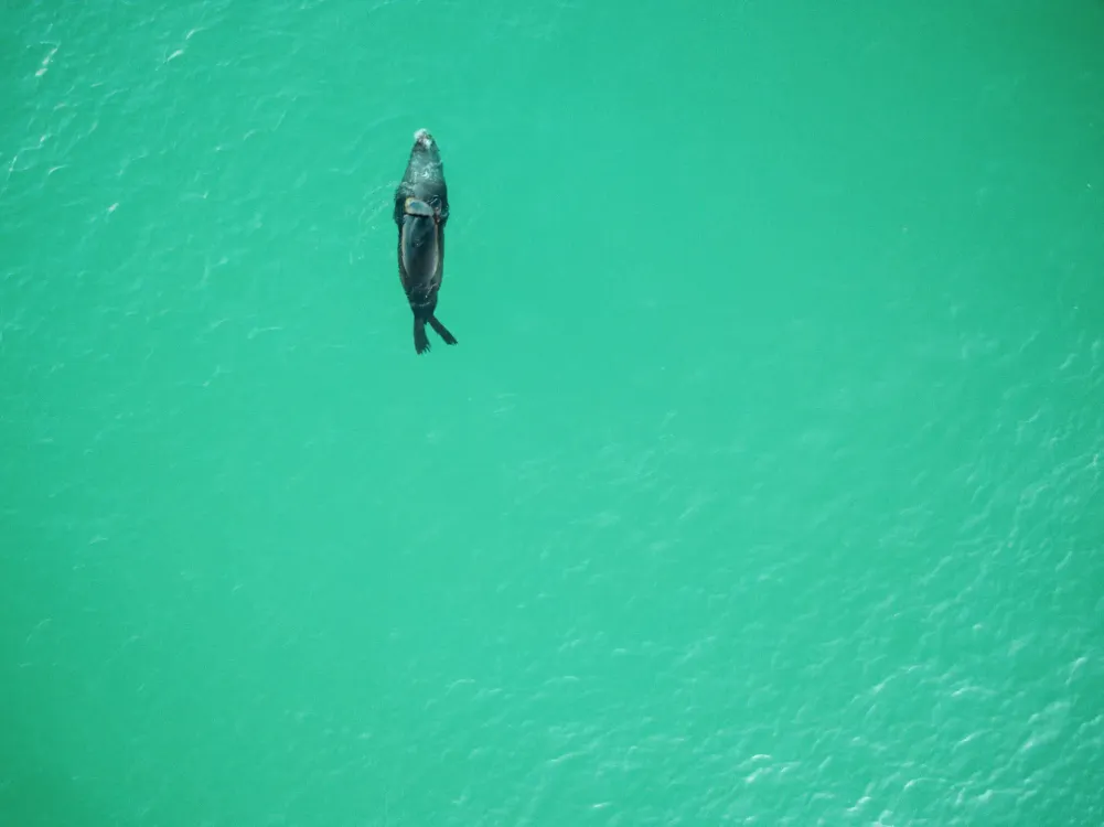 Photos by Josh Withers of Tasmania, Australia.